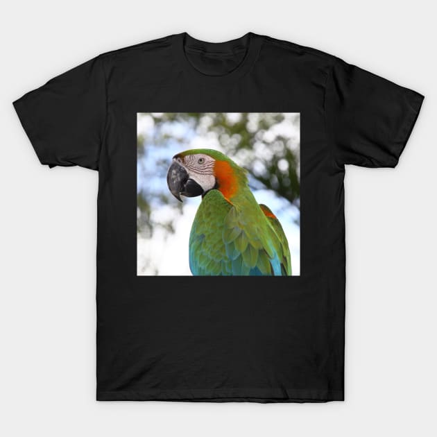 Harlequin Macaw Portrait T-Shirt by Carole-Anne